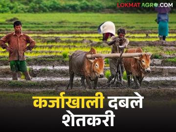 Kharif Crop Damage : अतिवृष्टीने उद्ध्वस्त खरीप; १३०० कोटींच्या कर्जाखाली दबलेले शेतकरी वाचा सविस्तर - Marathi News | latest news Kharif Crop Damage : Kharif devastated by heavy rains; Farmers under debt of Rs 1300 crores read in details | Latest News at Lokmat.com