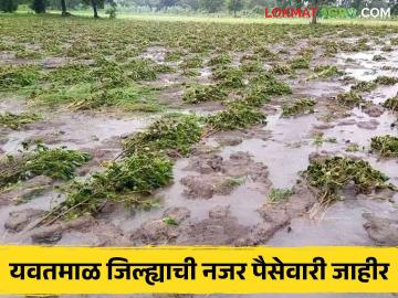 Agriculture News : प्रशासनाने लावला, पीक परिस्थितीचा 'अजब' अंदाज; शेतकऱ्यांमध्ये चर्चा   - Marathi News | Agriculture News : strange prediction of crop conditions | Latest News at Lokmat.com