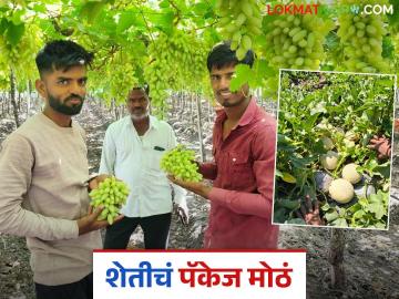 आयटीपेक्षा शेतीच देतेय जास्त पॅकेज; कोठारे बंधूंची टरबूज, द्राक्षातून लाखोंची कमाई - Marathi News | Agriculture offers a higher package than IT; Kothare brothers earn lakhs from watermelon, grapes crops farming | Latest News at Lokmat.com आयटीपेक्षा शेतीच देतेय जास्त पॅकेज; कोठारे बंधूंची टरबूज, द्राक्षातून लाखोंची कमाई - Marathi News | Agriculture offers a higher package than IT; Kothare brothers earn lakhs from watermelon, grapes crops farming | Latest News at Lokmat.com