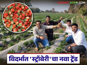 Young Farmers Success Story : विदर्भात 'स्ट्रॉबेरी क्रांती'! चार तरुणांचा शेतीत गोड यशाचा फॉर्म्युला वाचा सविस्तर - Marathi News | latest news Young Farmers Success Story: 'Strawberry Revolution' in Vidarbha! Read the formula for sweet success in agriculture of four young people in detail | Latest News at Lokmat.com