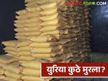 Urea Shortage : युरिया कुठे मुरला? ई-पॉशवर साठा, शेतकऱ्यांच्या हातात काहीच नाही! - Marathi News | latest news Urea Shortage: Where did urea go? Stocks on e-posh, farmers have nothing in their hands! | Latest News at Lokmat.com