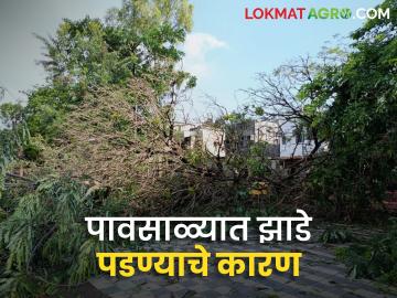 Avkali Paus : शेतीवरील, रस्त्याच्या कडेची झाडं का कोसळतात? जाणून घ्या कारण - Marathi News | Latest News Avkali Paus Why do trees on farms and roadsides fall Find out the reason | Latest News at Lokmat.com Avkali Paus : शेतीवरील, रस्त्याच्या कडेची झाडं का कोसळतात? जाणून घ्या कारण - Marathi News | Latest News Avkali Paus Why do trees on farms and roadsides fall Find out the reason | Latest News at Lokmat.com