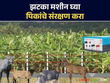 Solar Zatka Machines : बल्लारपूरातील १९६७ शेतकऱ्यांना ७५% अनुदानावर सोलर झटका मशीनचे वाटप - Marathi News | Solar Zatka Machines : Distribution of Solar Zatka Machines at 75% subsidy to 1967 farmers in Ballarpur | Latest News at Lokmat.com