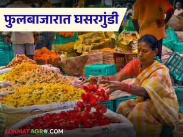 Zendu Flower Market : झेंडूच्या भावाने शेतकऱ्यांची दिवाळी फिक्की केली - Marathi News | latest news Zendu Flower Market: The brother of marigold made farmers happy on Diwali | Latest News at Lokmat.com Zendu Flower Market : झेंडूच्या भावाने शेतकऱ्यांची दिवाळी फिक्की केली - Marathi News | latest news Zendu Flower Market: The brother of marigold made farmers happy on Diwali | Latest News at Lokmat.com