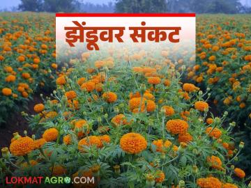 ऐन लग्नसराई, यात्रा सिजनमध्ये झेंडूचा दर उतरला; वाचा किलोला किती मिळतोय दर? - Marathi News | Marigold prices have dropped during the wedding and travel seasons; read how much is the price per kilo? | Latest News at Lokmat.com