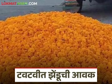 Zendu Flower Market : अतिवृष्टीतही झेंडूची टवटवीत आवक; मात्र भावात चढ-उतार वाचा सविस्तर - Marathi News | latest news Zendu Flower Market: Fresh arrival of marigolds even in heavy rain; However, prices fluctuate Read in detail | Latest News at Lokmat.com