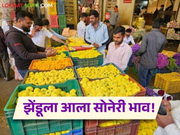 Zendu Flower Market : दसऱ्याला मिळाला झेंडू फुलांना सोनेरी भाव; जाणून घ्या कसा मिळाला दर - Marathi News | latest news Zendu Flower Market: Marigolds got golden prices on Dussehra; Know how the price was obtained | Latest News at Lokmat.com Zendu Flower Market : दसऱ्याला मिळाला झेंडू फुलांना सोनेरी भाव; जाणून घ्या कसा मिळाला दर - Marathi News | latest news Zendu Flower Market: Marigolds got golden prices on Dussehra; Know how the price was obtained | Latest News at Lokmat.com
