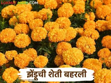 Zendu Lagvad : कमी खर्चात जास्त उत्पन्न देणारे झेंडू शेती; पिवळ्याधमक शेतीला शेतकरी मोहीत - Marathi News | Zendu Lagvad : Zendu cultivation with high yield at low cost; Farmers are attracted to yellow threat farming | Latest News at Lokmat.com