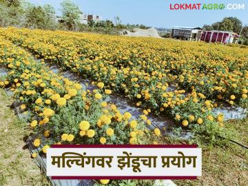 दीड एकरमध्ये मल्चिंग पेपरवर झेंडुची शेती केली, चंद्रपूरच्या शेतकऱ्याला किती फायदा झाला? - Marathi News | Latest News Zendu farming Marigold cultivation on mulching paper by Chandrapur farmer | Latest News at Lokmat.com दीड एकरमध्ये मल्चिंग पेपरवर झेंडुची शेती केली, चंद्रपूरच्या शेतकऱ्याला किती फायदा झाला? - Marathi News | Latest News Zendu farming Marigold cultivation on mulching paper by Chandrapur farmer | Latest News at Lokmat.com