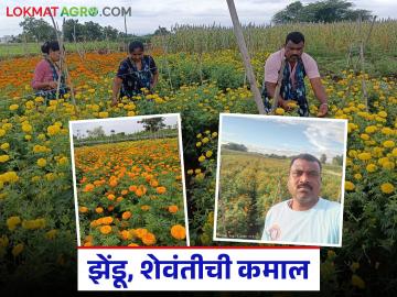नगरपंचायत कर्मचाऱ्याची यशस्वी फुलशेती; झेंडू अ्न शेवंती चार महिन्यात देतेय लाखोंची कमाई - Marathi News | Successful flower farming by a Nagar Panchayat employee; Marigold and Shevanti yielding lakhs in income in four months | Latest News at Lokmat.com नगरपंचायत कर्मचाऱ्याची यशस्वी फुलशेती; झेंडू अ्न शेवंती चार महिन्यात देतेय लाखोंची कमाई - Marathi News | Successful flower farming by a Nagar Panchayat employee; Marigold and Shevanti yielding lakhs in income in four months | Latest News at Lokmat.com
