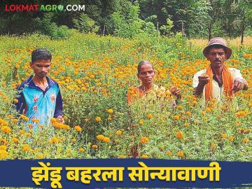 Youth Farmer Success Story : कृषी पदवीधारक युवा शेतकऱ्याचा सेंद्रीय झेंडू फुलशेतीचा यशस्वी प्रयोग - Marathi News | Youth Farmer Success Story : A successful experiment of organic marigold flower farming by a young farmer with an agriculture degree | Latest News at Lokmat.com