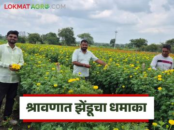 Farmer Success Story : फुलशेतीतून ‘फुललेलं’ जीवन; वाशिमच्या तरुण शेतकऱ्याची ६ लाखांची कमाई - Marathi News | latest news Farmer Success Story: A 'flowering' life through flower farming; Washim's young farmer earns Rs 6 lakhs | Latest News at Lokmat.com