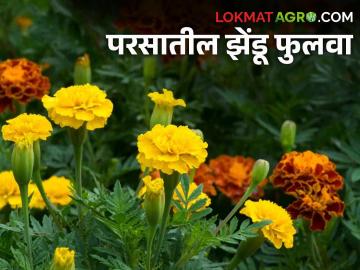Zendu Flower : तुमच्या गार्डनमधील झेंडूला फुलंच फुलं हवी असतील तर हे उपाय करून पहा - Marathi News | Latest News Navratri Zendu marigolds in your garden to bloom profusely, try this remedy | Latest News at Lokmat.com Zendu Flower : तुमच्या गार्डनमधील झेंडूला फुलंच फुलं हवी असतील तर हे उपाय करून पहा - Marathi News | Latest News Navratri Zendu marigolds in your garden to bloom profusely, try this remedy | Latest News at Lokmat.com
