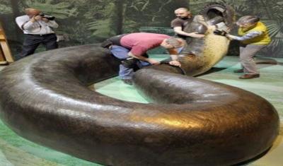 SEE PICS! Largest snake ever found 42ft long and bigger than Hollywood ...