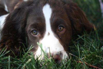 पाळीव प्राण्यांपासून धोका नाही - Marathi News | पाळीव प्राण्यांपासून धोका नाही | Latest international Photos at Lokmat.com पाळीव प्राण्यांपासून धोका नाही - Marathi News | पाळीव प्राण्यांपासून धोका नाही | Latest international Photos at Lokmat.com