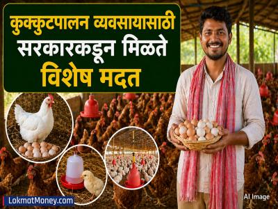 कुक्कुटपालन व्यवसाय सुरू करण्यासाठी किती खर्च येतो? १०० कोंबड्यांपासून किती नफा कमवू शकता? जाणून घ्या...