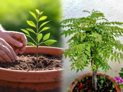 कढीपत्त्याचे रोप वाढेल भरभर, येतील हिरवीगार पानं- हिवाळ्यात फक्त ५ गोष्टींची काळजी घ्या