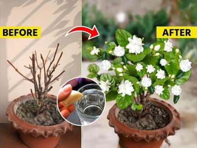 कचऱ्यात फेकले जाणारे ५ पदार्थ मोगऱ्याच्या रोपासाठी वरदान! फुलांचा येईल बहर - घरभर दरवळेल सुगंध...