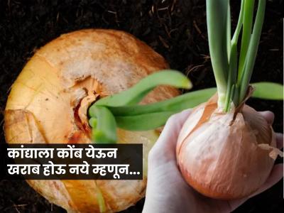 उन्हाळ्यात कांदा महिनाभर टिकवण्याचे सिक्रेट! उकाड्यातही कांदा राहील फ्रेश - सडणार नाही आणि कोंबही फुटणार नाही...