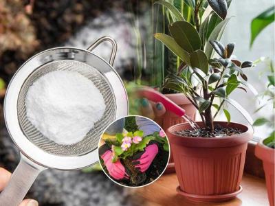 रोपांना फुलंच येत नाहीत, पानं पिवळी पडतात? 'या' पद्धतीने बेकिंग सोडा वापरा- रोपं होतील हिरवीगार