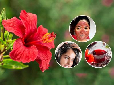 जास्वंदाचे फुल वापरण्याच्या ५ योग्य पद्धती, केस - त्वचा - आरोग्य सगळंच राहील मस्त , घरगुती औषध ...