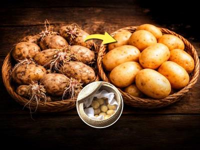 उन्हाळ्यात वेफर्स-पापडासाठी भरपूर बटाटे आणले? ५ टिप्स -बटाटे काळे पडणार नाहीत, मोड येणार नाहीत..