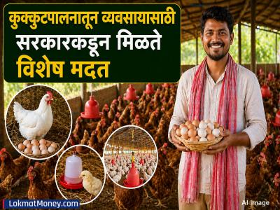 कुक्कुटपालन व्यवसाय सुरू करण्यासाठी किती खर्च येतो? १०० कोंबड्यांपासून किती नफा कमवू शकता? जाणून घ्या...