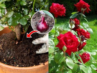 गुलाबाच्या कुंडीत खोचून ठेवा कांदा, गुलाबाला येतील फुलंच फुलं, पाहा नेमकं काय करायचं...