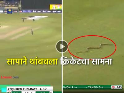 Video: साप... साप... Live सामन्यात घडला विचित्र प्रकार, भरमैदानात उडाला गोंधळ अन् मग...