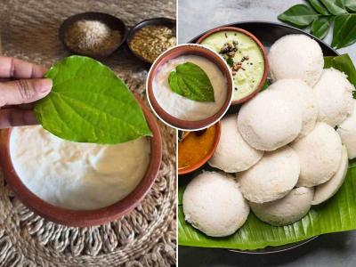 इडली-डोशाच्या पिठावर 'वि़ड्याचे पान' ठेवा आणि कमाल पहा! इडल्या मऊलुसलुशीत तर डोसा होईल कुरकुरीत...