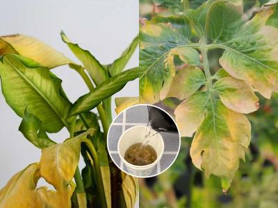 कुंडीतल्या रोपांची पानं अचानक पिवळी पडू लागली? सोपा उपाय ना खत ना केमिकल-पानं होतील हिरवीगार