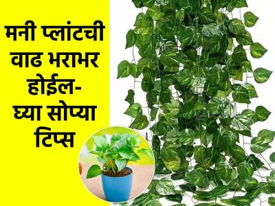 आपल्या घरीच मनी प्लांट का वाढत नाही, असा प्रश्न पडला? हे घ्या उत्तर-मनी प्लांट वाढेल भरपूर