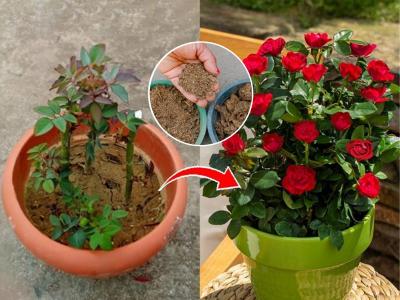 गुलाबाच्या रोपाला फुलंच येत नाहीत? ७ ट्रिक्स, थंडीत गुलाबाच्या फुलांनी भरगच्च होईल रोप