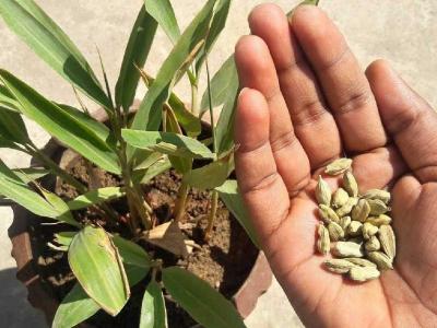 थंडीत घरीच वाढवा मस्त वेलचीचं रोप; छोट्या कुंडीत 'असं' रोप लावा; टोपलीभर वेलच्या येतील