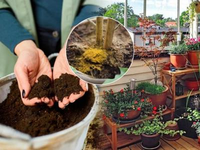 फक्त १ चमचा हळद बदलून टाकेल तुमच्या रोपांचं रुप! कुंडीतल्या मातीत हळद टाकण्याचे ४ फायदे