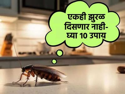 किचनमध्ये बारीक झुरळांचा सुळसुळाट झाला? १० उपाय, १० सेकंदात झुरळं गायब
