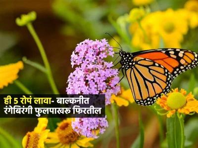 बाल्कनीत 'ही' ५ फुलांची रोपं लावा; रंगेबिरंगी फुलपाखरांनी भरेल बाल्कनी-घराचं वाढेल सौंदर्य