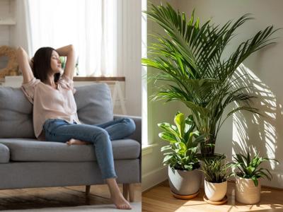 Summer Special: उन्हाळ्यात आपलं घर थंडगार ठेवतात ३ रोपं, घरात येताच जाणवतो गारवा- हवाही राहील शुद्ध