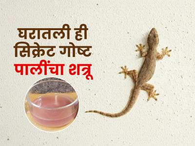 घरात पालींचा सुळसुळाट? पालींचा शत्रू असलेले 'हे' पदार्थ कोपऱ्यात ठेवा, १ तासात पाली गायब