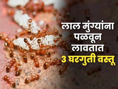 घरात मुंग्यांच्या रांगा लागतात? किचनमधले ३ पदार्थ घराच्या कोपऱ्यात ठेवा, मुंग्या होतील गायब