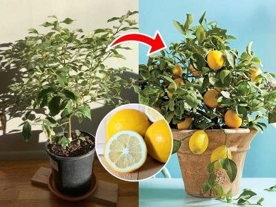लिंबाच्या रोपाशेजारी चुकूनही लावू नका 'ही' रोपं, ना लिंबाचं रोप वाढेल ना लिंबू येतील...