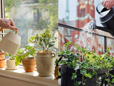 उन्हाळ्यात कुंडीतल्या रोपांना पाणी घालण्याची याेग्य वेळ कोणती? रोपं जळू नयेत म्हणून काय काळजी घ्यावी?