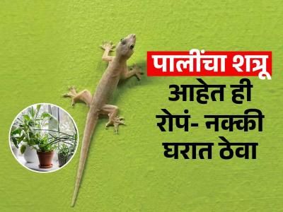 पालींना घरापासून दूर ठेवतात ही ५ रोपं; बाल्कनीत रोप ठेवा- घरातून सुसाट गायब होतील पाली