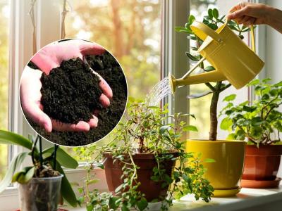 उन्हाळ्यात रोपं टवटवीत ठेवण्याचा सोपा उपाय- पानाफुलांनाही मिळेल थंडावा आणि राहतील फ्रेश