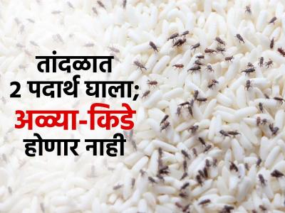 गावाहून तांदळाचं पोतं आणलं पण अळी झाली तर? डब्यात हे पदार्थ ठेवा, अळ्याकिड्यांचा धोका कमी