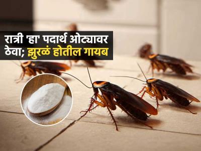 किचनमध्ये झुरळांनी थैमान घातलंय? रात्री ओट्यावर 'ही' पावडर ठेवा; एकूण एक झुरळ नष्ट होईल