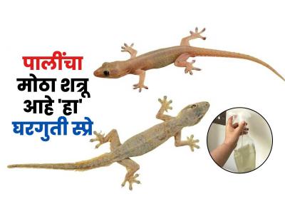 भिंतीवर कायम पाली फिरतात? हा घरगुती स्प्रे ओटा, खिडकीजवळ मारा, 2 मिनिटांत पळतील पाली