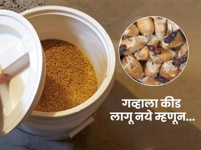 गावाकडून पोतंभर गहू आणले, पण कीड लागली तर? ७ टिप्स- वर्षभर गव्हाला लागणार नाही कीड...