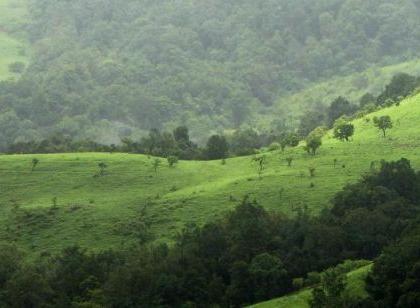 World Forest Day; Green cover; Decreased in Vidarbha, increased in the state | जागतिक वन दिवस; ग्रीन कव्हर; विदर्भात घटले, राज्यात वाढले