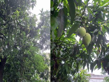 Despite the off-season, the mango tree in Chandrapur bore mangoes Signals of global climate change | सीझन नसतानाही चंद्रपूरमध्ये आंब्याच्या झाडाला लागले आंबे; जागतिक हवामान बदलाचे संकेत